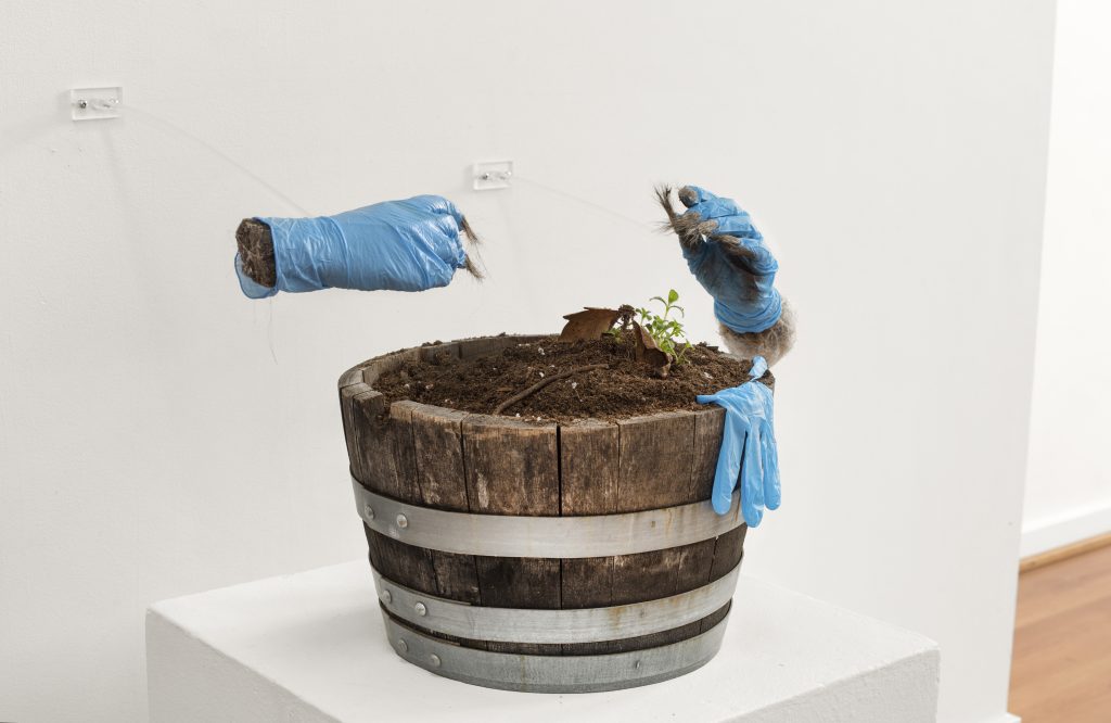 Carollyne Yardley, Rituals of Care (detail), from the Sympoetics of Squirrealism series, 2021. Garry oak seedling grown from foraged acorns, soil and oak barrel from garden (14″ x 9″ x 9″), gifted human hair, foraged used blue nitrile gloves, resin, acrylic nails, armature 25″ x 36″ x 24″ (each hand 10″ x 3″ x 4″). Becoming Plastic (installation view), 2022. Mixed media. Documentation by Spartan Media.